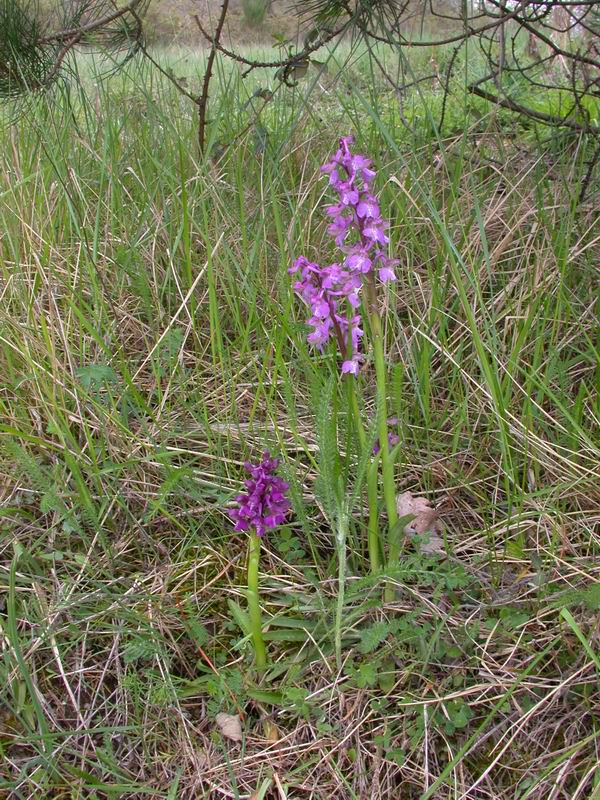 Orchidee del Chianti - Flora toscana